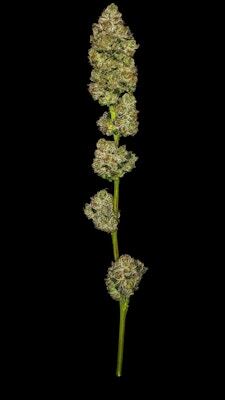 Product Fathom | Deep Space | Flower