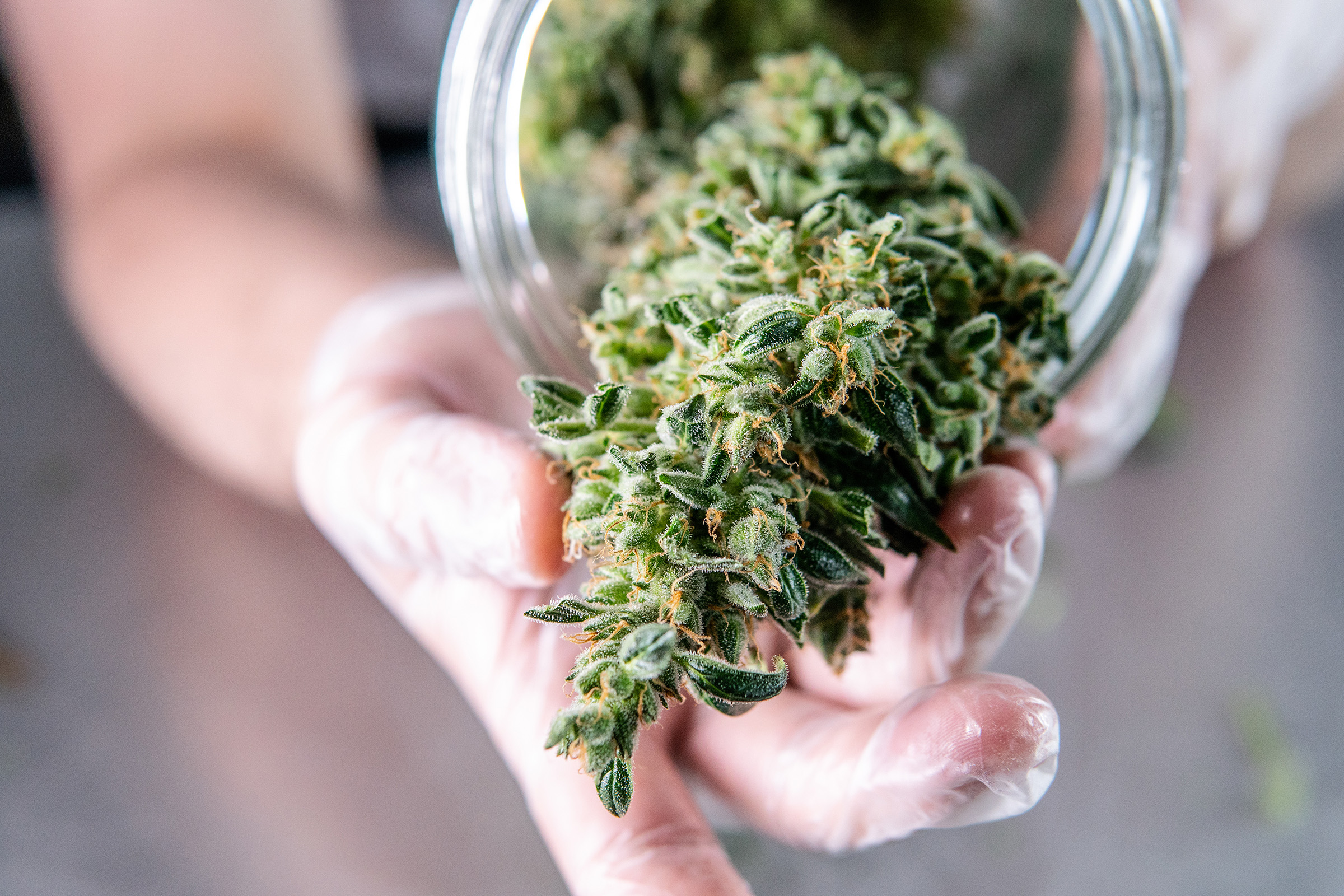Primus Cannabis Dispensary in Springfield, MA