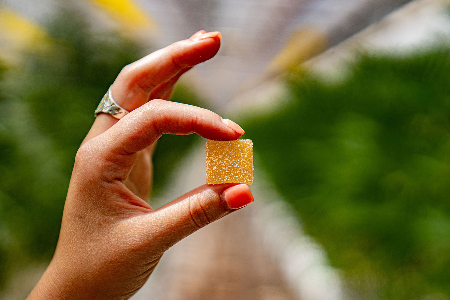 Shop cannabis edibles at Primus Cannabis Dispensary in Springfield, MA